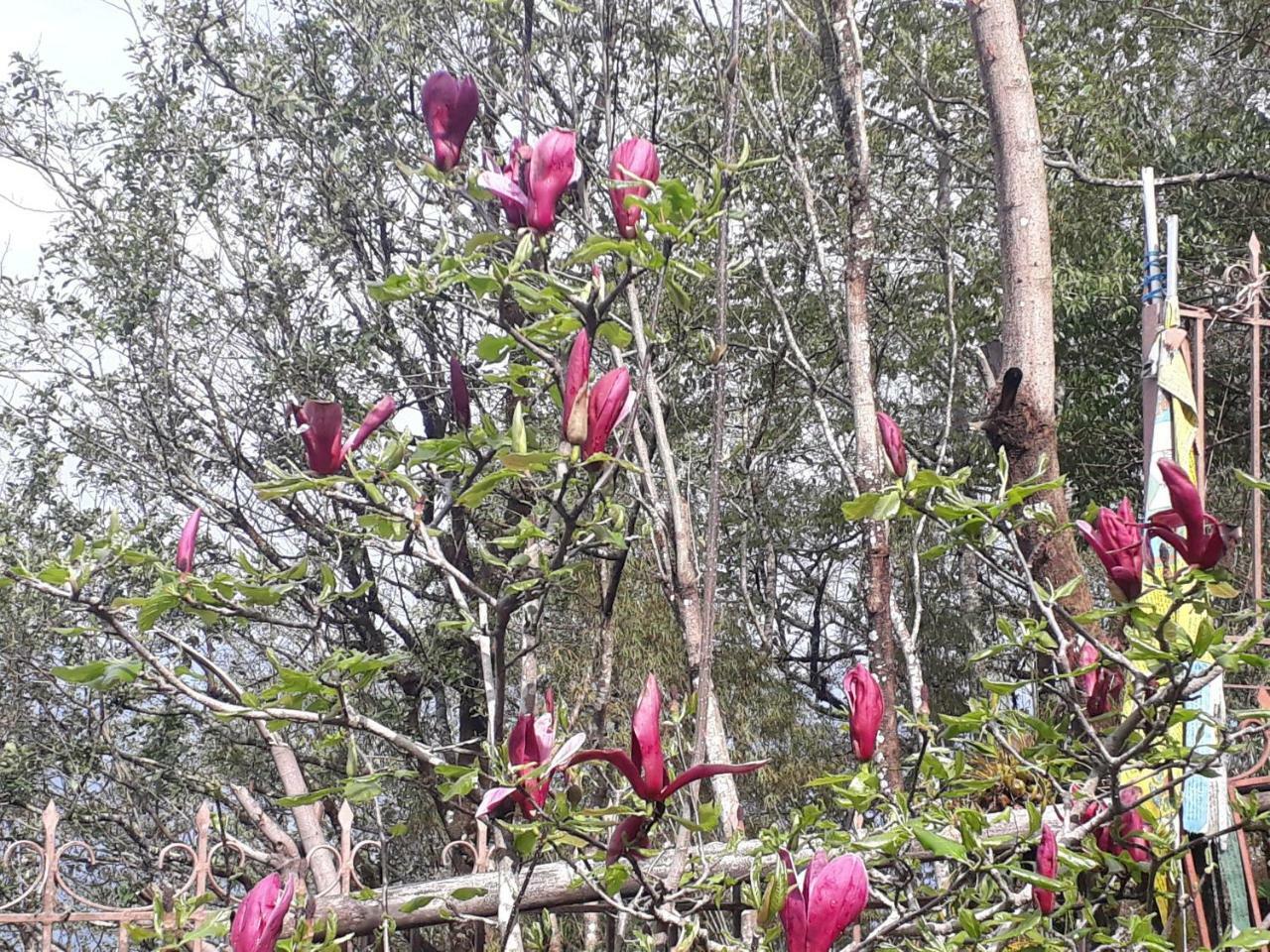 Little Singamari Home Stay Darjeeling  Esterno foto
